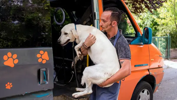 Specialized pet services